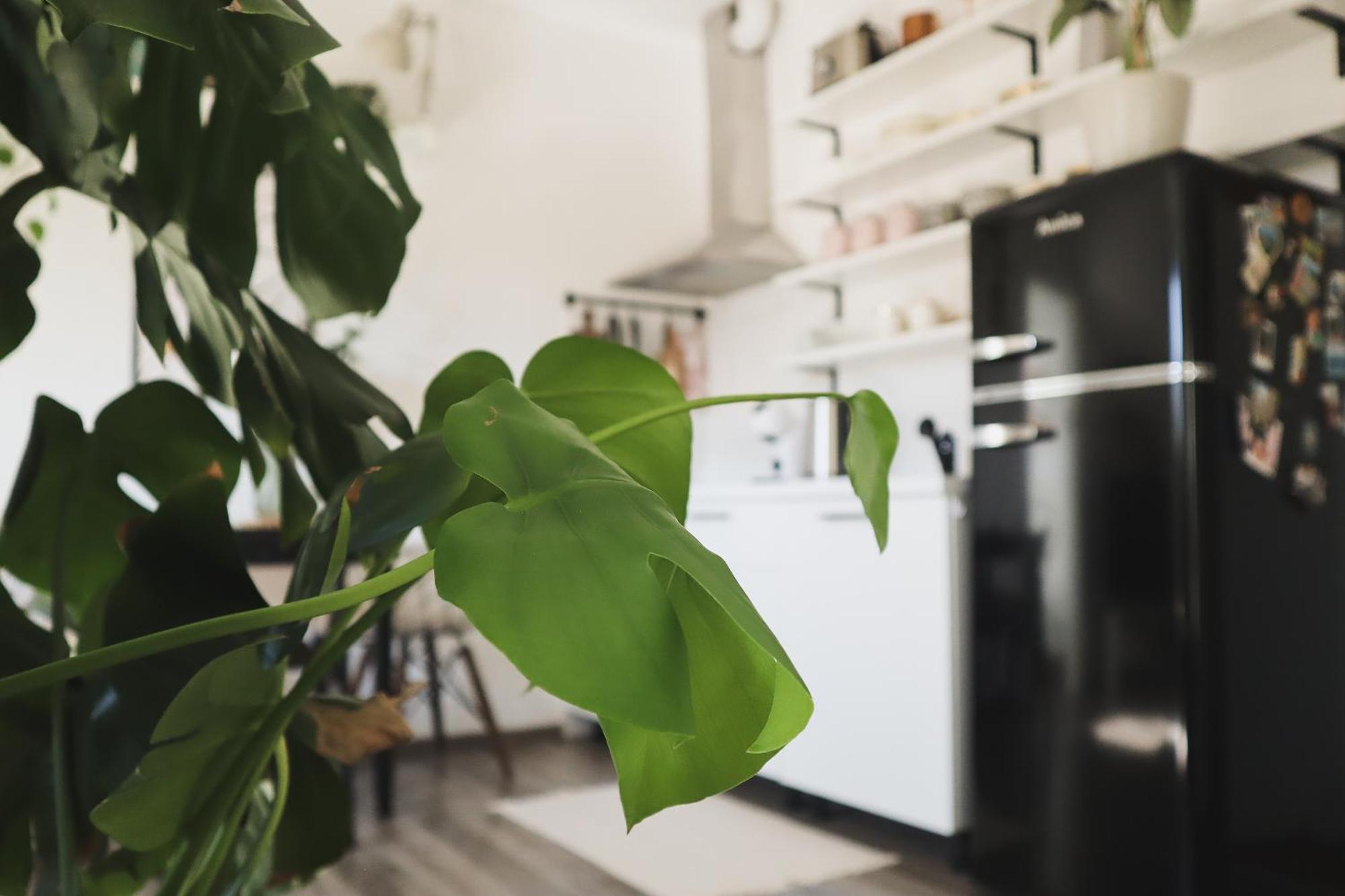 Urban Jungle Apartment - Free Parking Lublaň Exteriér fotografie